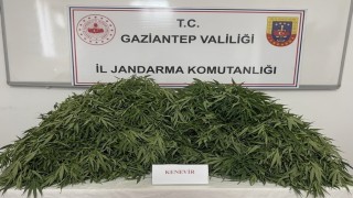 Gaziantepte 116 kök kenevir ele geçirildi: 9 gözaltı