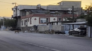 Gaziantepte tedirgin eden görüntü: Başıboş sokak köpekleri sürü halinde