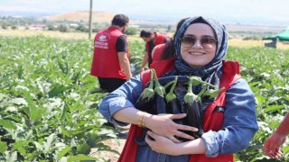 Gençlik merkezi gönüllüleri patlıcan hasadına katıldı