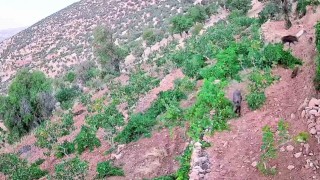 Gercüşte domuz sürüsü bağ ve fıstık bahçelerine zarar verdi
