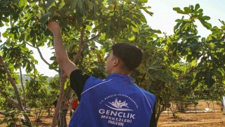 Germencikte gönüllü gençler incir hasadına katıldı