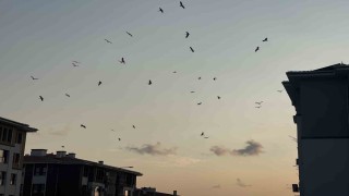 Göç yolunun değişmeyen misafirleri Osmaniye semalarında