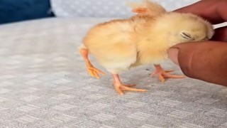 Gölbaşında dört ayaklı civciv şaşırttı