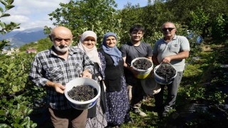 Gümüşhanede aronya bereketi: 75 ton rekolte bekleniyor