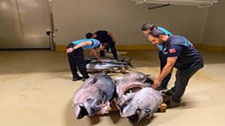 Gürpınar Su Ürünleri Halinde denetim: 700 kilogram mavi yüzgeçli orkinosa el konuldu