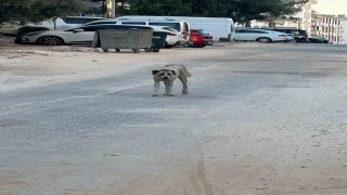 Halfetide sahipsiz köpeğin saldırdığı çocuk yaralandı