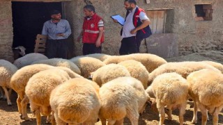Halk elinde küçükbaş ıslah projelerinde koyun tespit çalışmaları devam ediyor