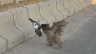 Hasköyde tavuk ile güvercinin kavgası kamerada