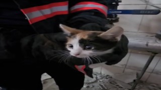 Havalandırma boşluğunda mahsur kalan kedileri itfaiye kurtardı
