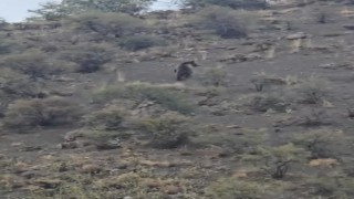 Iğdırda koyunlarını otlatan çoban boz ayıyla karşılaştı