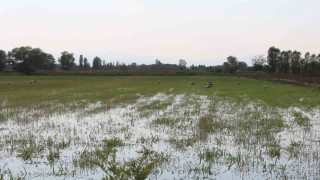 Iğdırda leyleklerin böcek avı kamerada