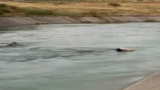 İneği kurtarmak için su kanalına atladı