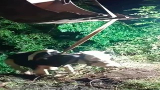 İskenderunda uçurumdan düşen inek iş makinesiyle kurtarıldı