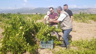 İslahiye'de üzüm hasadı başladı