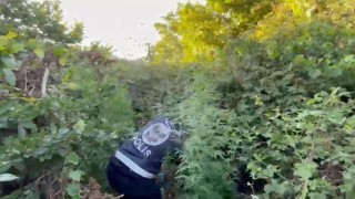 İstanbulda film gibi olay, ormana ektiği kenevir dron devriyesinde bulundu
