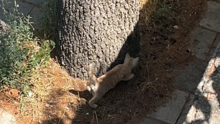 İtfaiyeden kedi kurtarma operasyonu