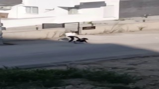 Kadını öldüresiye dövdü, serbest kaldı