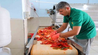 Kahramanmaraşta biber salçası mesaisi başladı