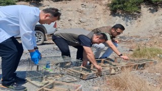 Kahramanmaraşta kaçak saka kuşu avına operasyon: 175 kuş kurtarıldı