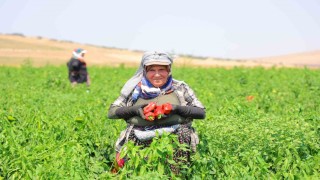 Kahramanmaraşta salçalık biber hasadı başladı