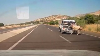 Kamyonetin çarptığı eşek metrelerce havaya fırladı