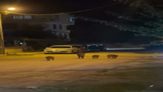 Karacabeyde yaban domuzları yerleşim alanına indi
