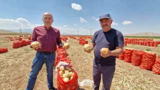 Karamanda yazlık soğan üreticisinin yüzünü güldürüyor