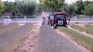 Karatay Lavanta Bahçesinde hasat başladı