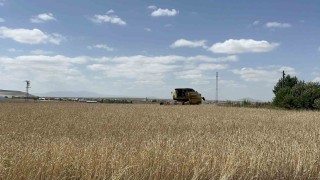 Karsta arpa ve yulaf hasadı hızlandı: Çiftçiler gün doğmadan tarlaya giriyor
