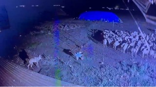Karsta gece yarısı yerleşim yerine inen kurt güvenlik kamerasında