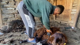 Kavurucu sıcaklar küçükbaş hayvanlarda kırkım mesaisini başlattı