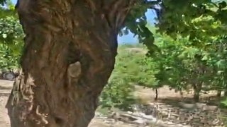Kayısı ağacındaki oyuk, bal arılarına yuva oldu