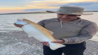 Keban Baraj Gölünde  sarı renkli albino alabalık yakalandı