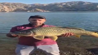 Keban Baraj Gölünde 10 kiloluk sazan yakalandı