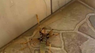 Kedi, dev etçil çekirgeyle fareyle oynar gibi oynadı