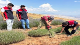 Kemahta mor bereket: Lavanta hasadı başladı