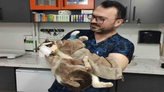 Keşanda yüzündeki tümör alınan kedinin yüzüne canlı deri flebi taşındı