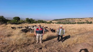 Kiliste kaybolan 50 küçükbaş hayvan jandarma tarafından bulunarak sahibine teslim edildi