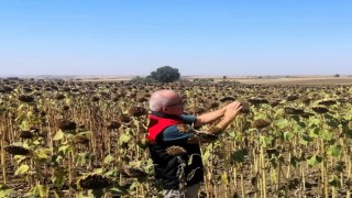 Kırklarelinde TAKE projesiyle ekimi yapılan ayçiçekleri kontrol edildi
