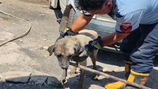 Konteynerin altında sıkışan anne köpek ve yavruları itfaiye ekiplerince kurtarıldı