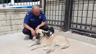 Köpeği annesi sanan kedi