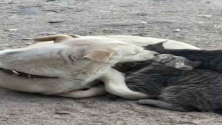Köpek yavru kedilere annelik yapıyor