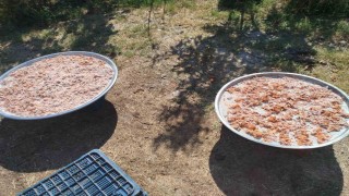 Köşk Başçayırda geleneksel kışlık tarhana hazırlıkları başladı