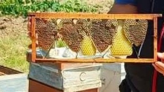 Kovan denetiminde bulunan kalp şeklindeki petek görenleri şaşırttı