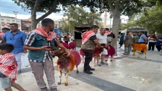 Koyunlar sudan önce bulvardan geçti
