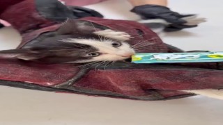 Kurtardığı kedi aracının motoruna girdi