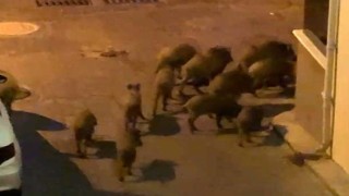 Kuşadasında yaban domuzları sürüsü mahalle aralarında görüntülendi