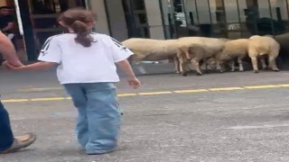 Lüks AVMnin bahçesindeki koyunlar kamerada