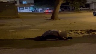 Madde bağımlısı olduğu iddia edilen şahıs sokak ortasında yığılıp kaldı