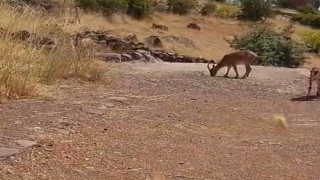 Malatyada dağ keçileri görüntülendi